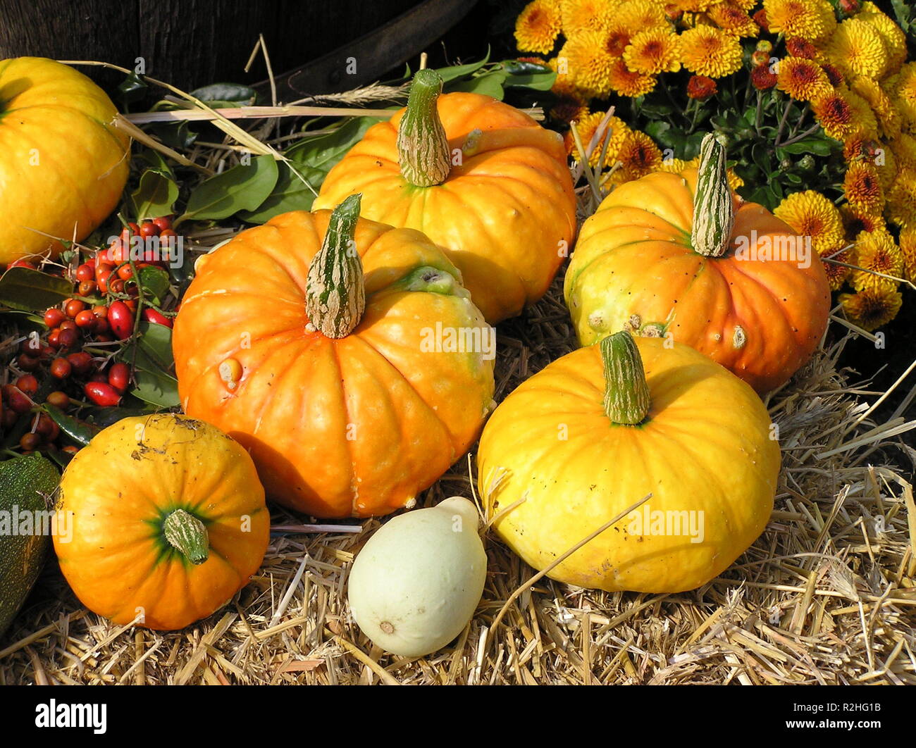yellow pumpkins Stock Photo