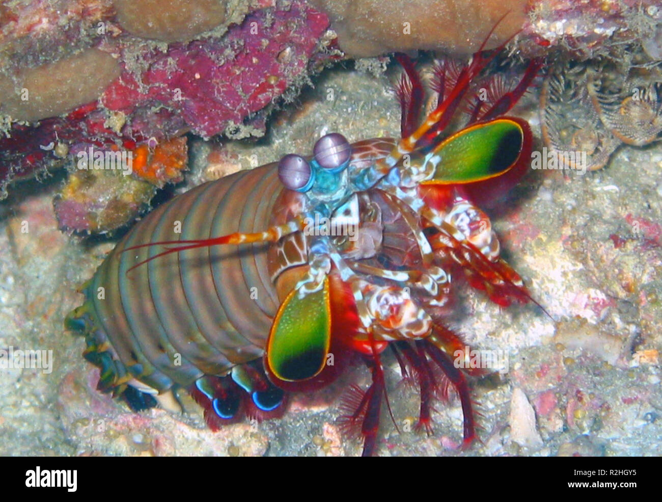 mantis shrimp Stock Photo
