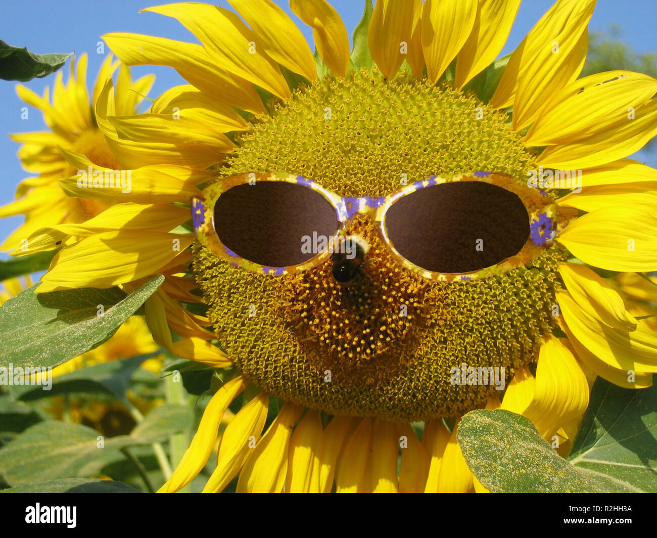 Sonnenblume Mit Brille High Resolution Stock Photography and Images - Alamy