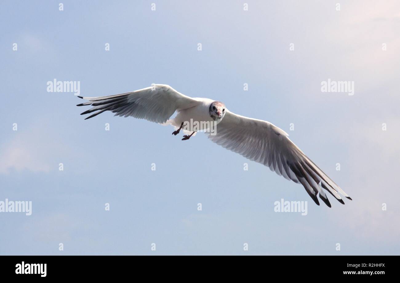 gull Stock Photo