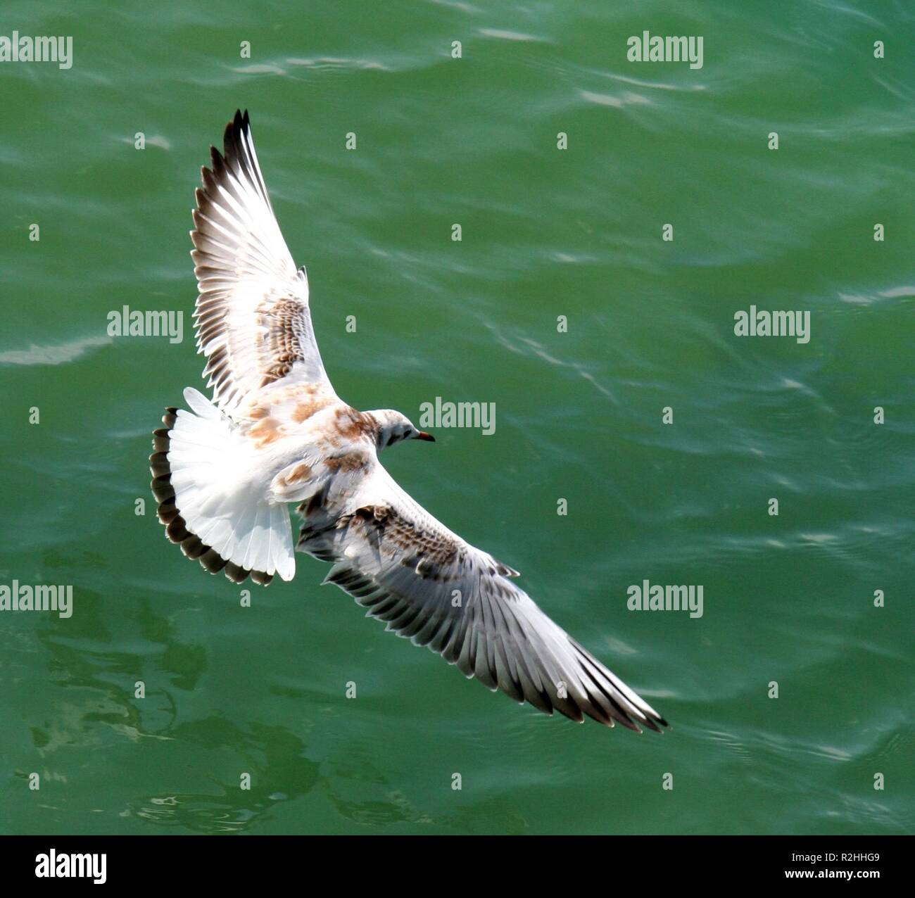 gull Stock Photo