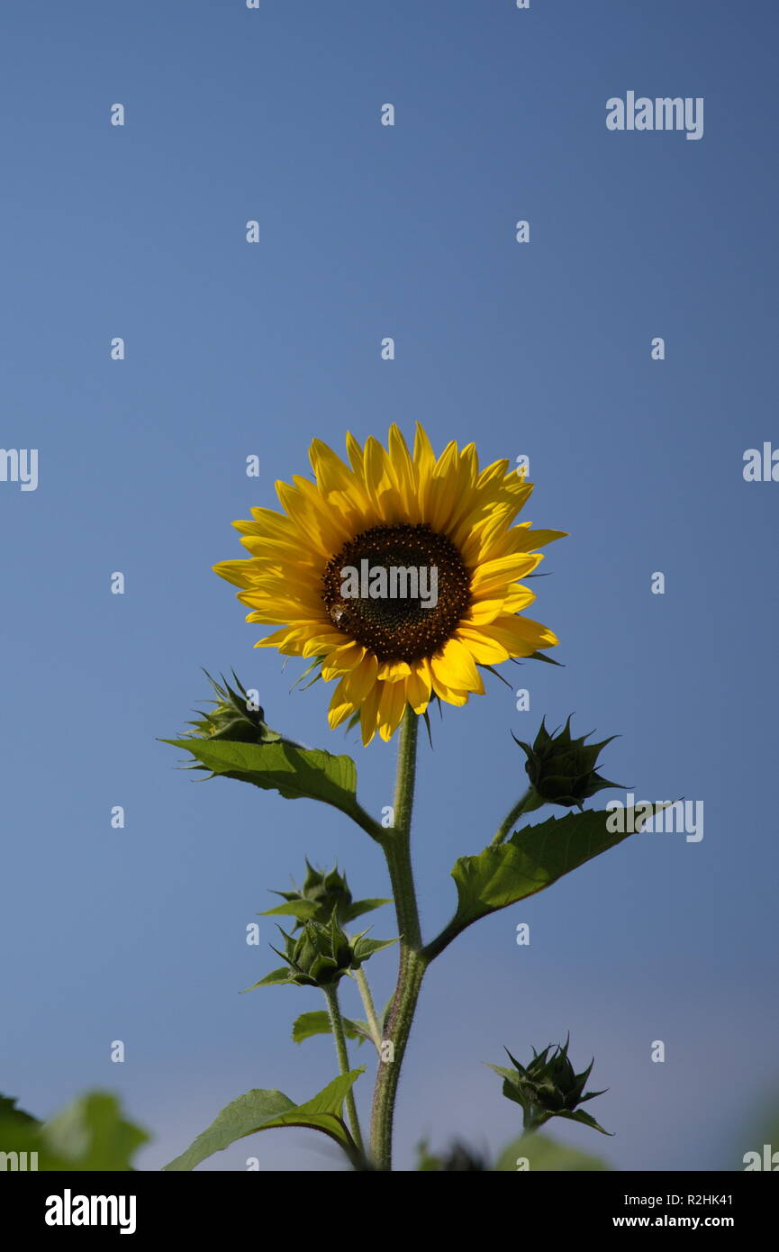 sunflower Stock Photo