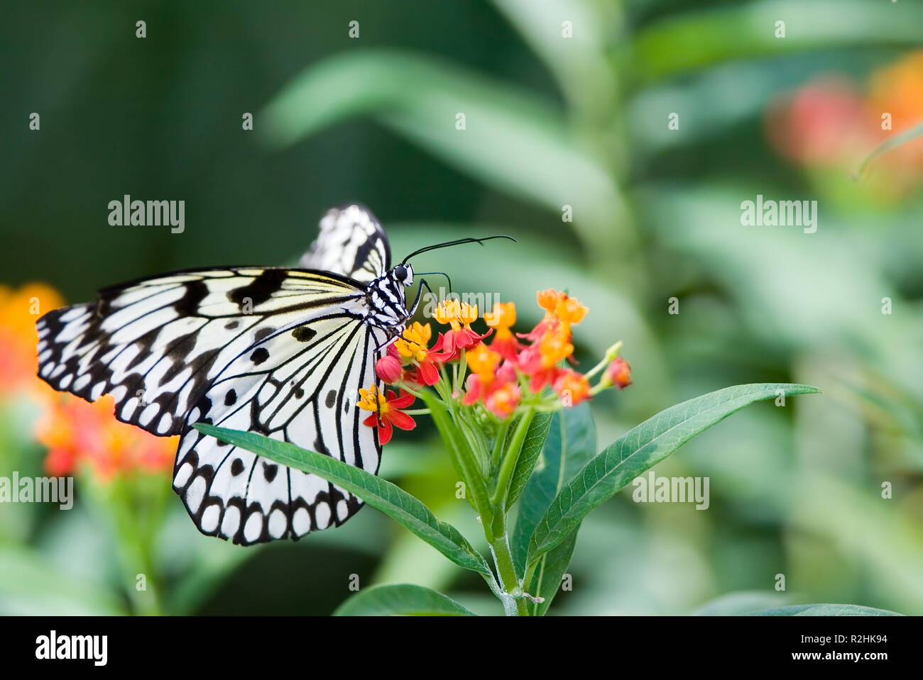 butterfly paper kite butterfly Stock Photo Alamy