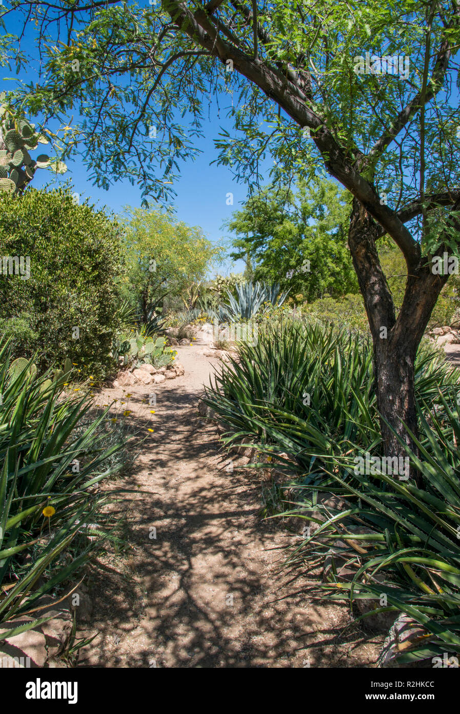 Spring in the desert, Phoenix, Arizona Stock Photo Alamy