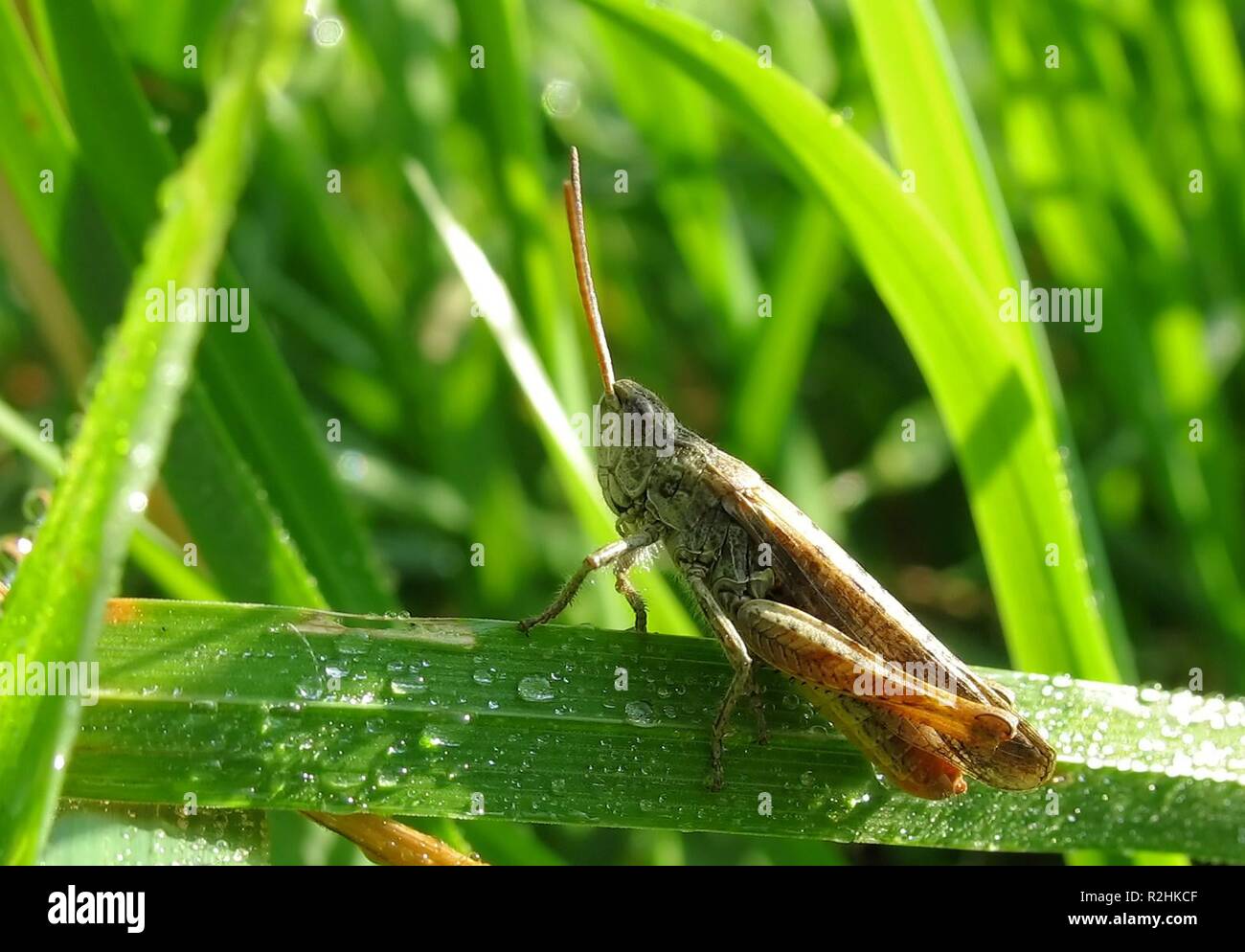 field grasshopper Stock Photo