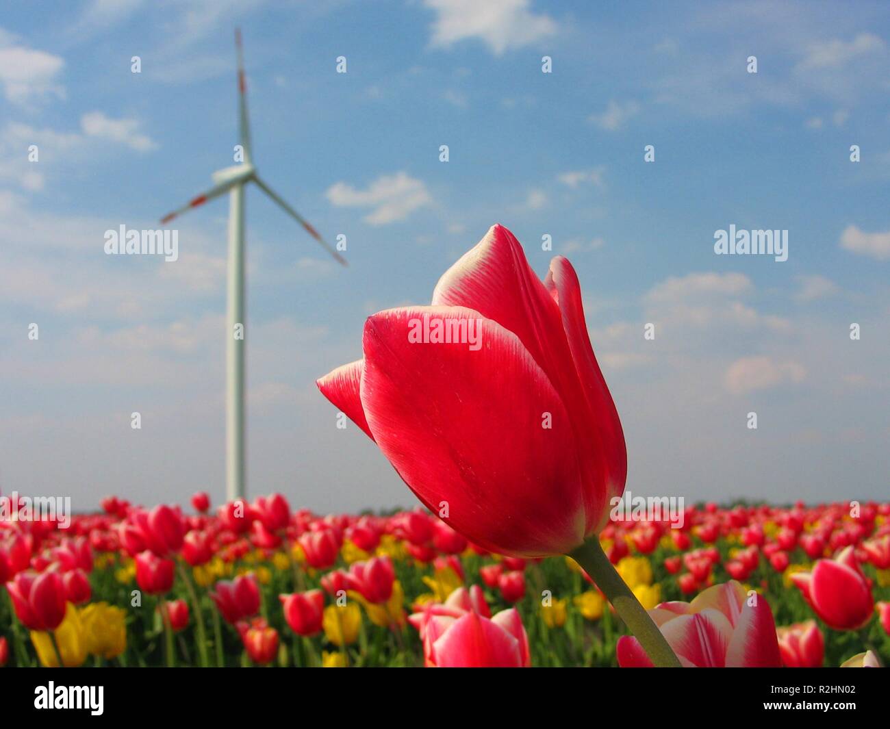 tulip and windmill i Stock Photo