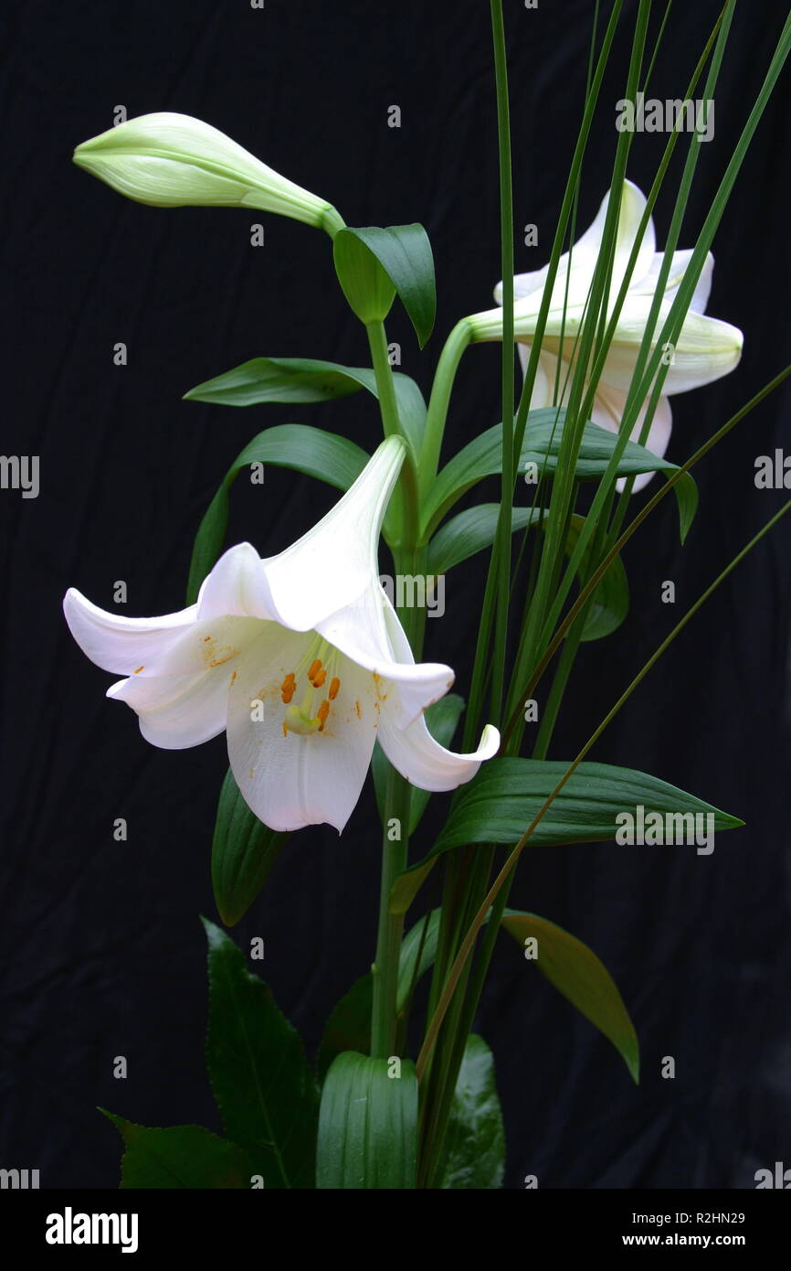 white lilies Stock Photo