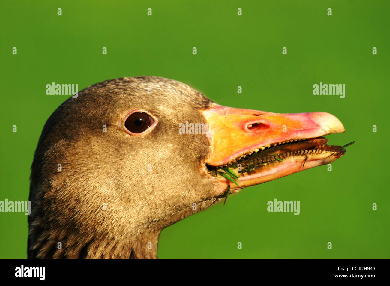 Goose Teeth Stock Photos & Goose Teeth Stock Images Alamy