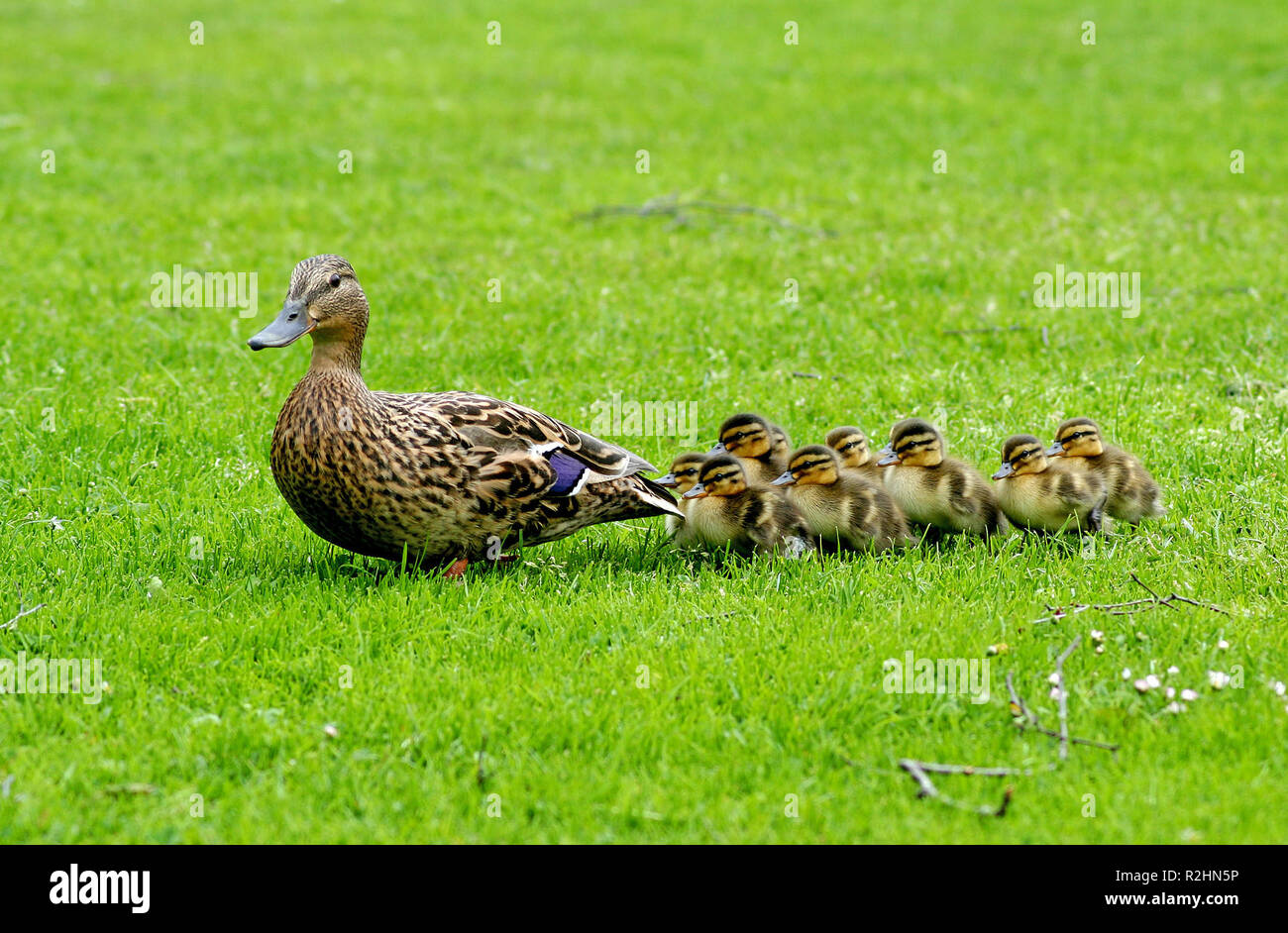 Mutti hi-res stock photography and images - Alamy