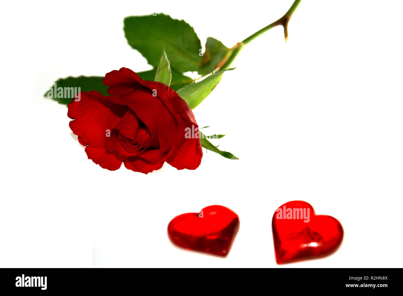 rose with heart Stock Photo