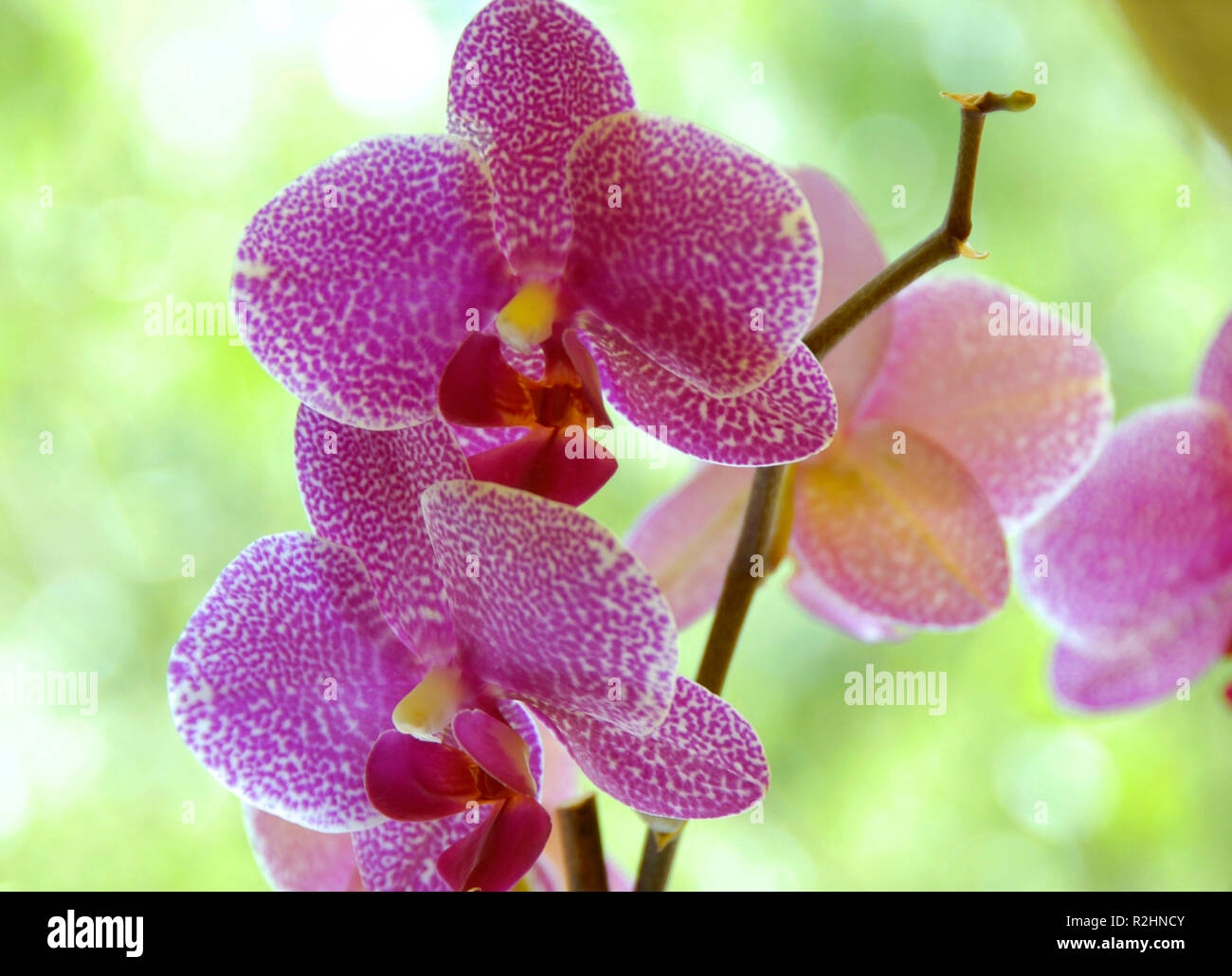 orchid pink Stock Photo