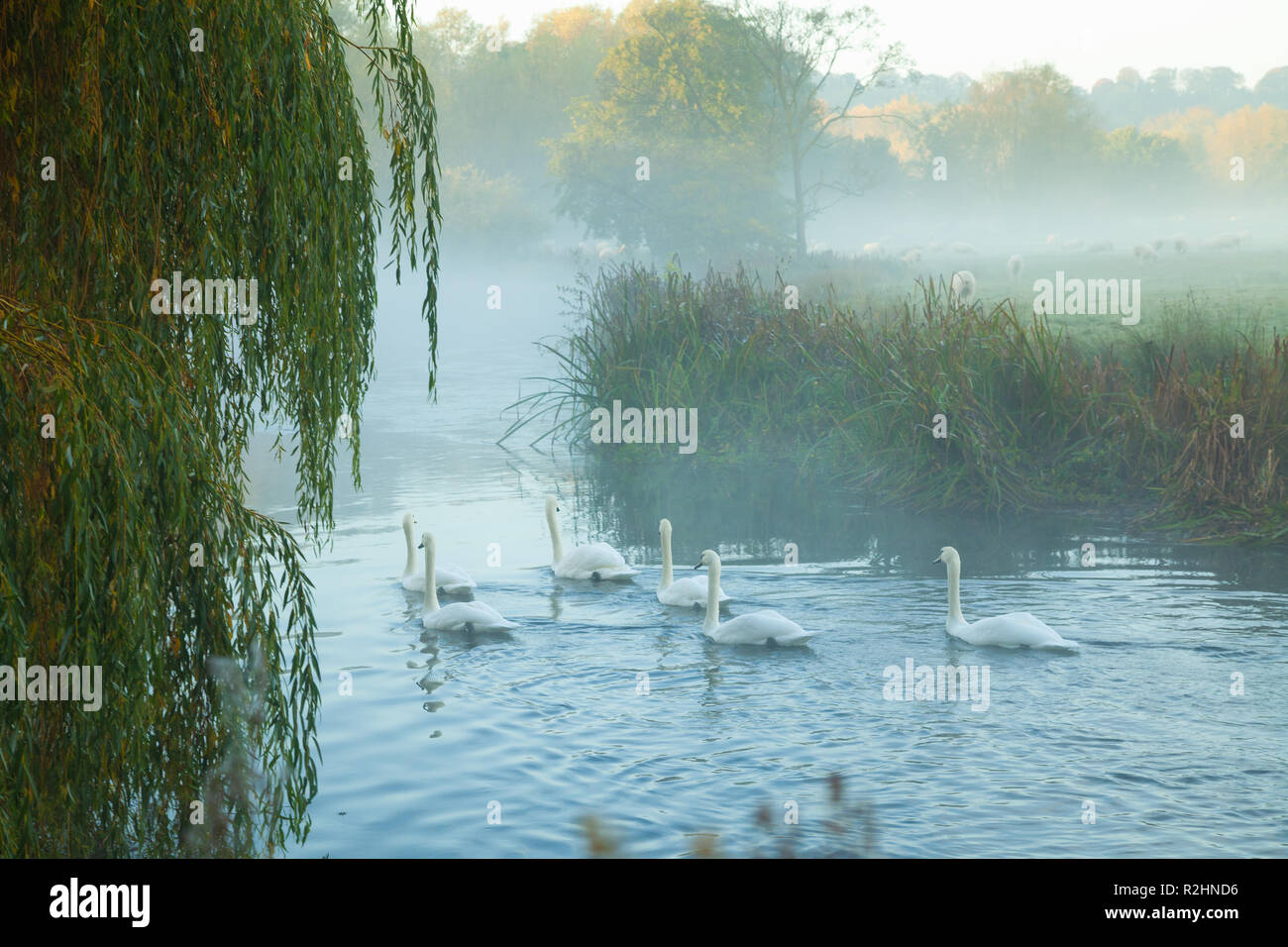 Swans swimming on a misty River Avon in Salisbury England. Stock Photo