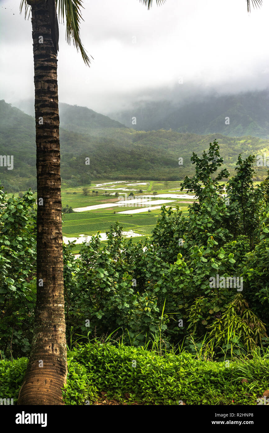 View of Hanalei Valley, Kauai, Hawaii Stock Photo