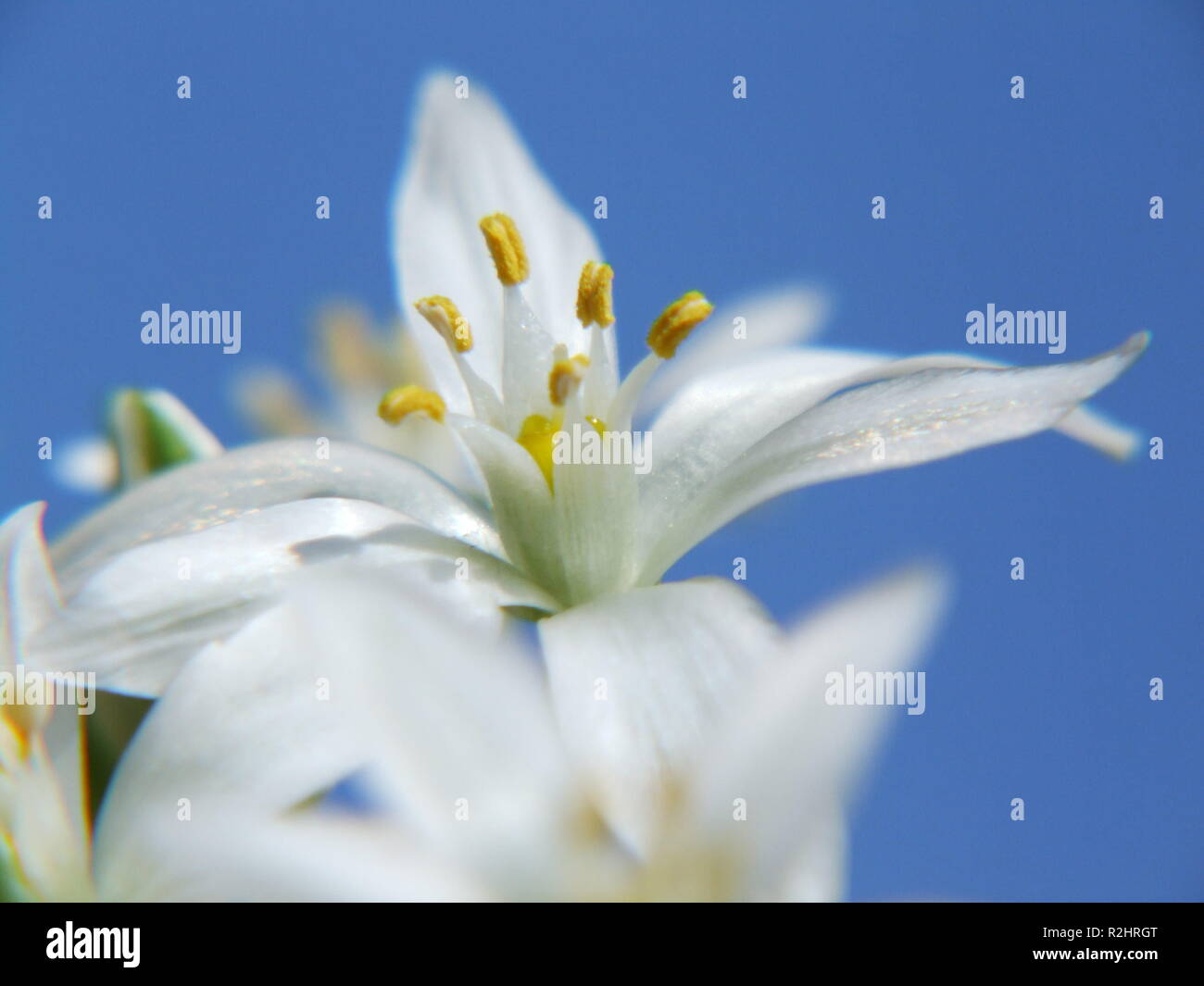 ramsons flower Stock Photo