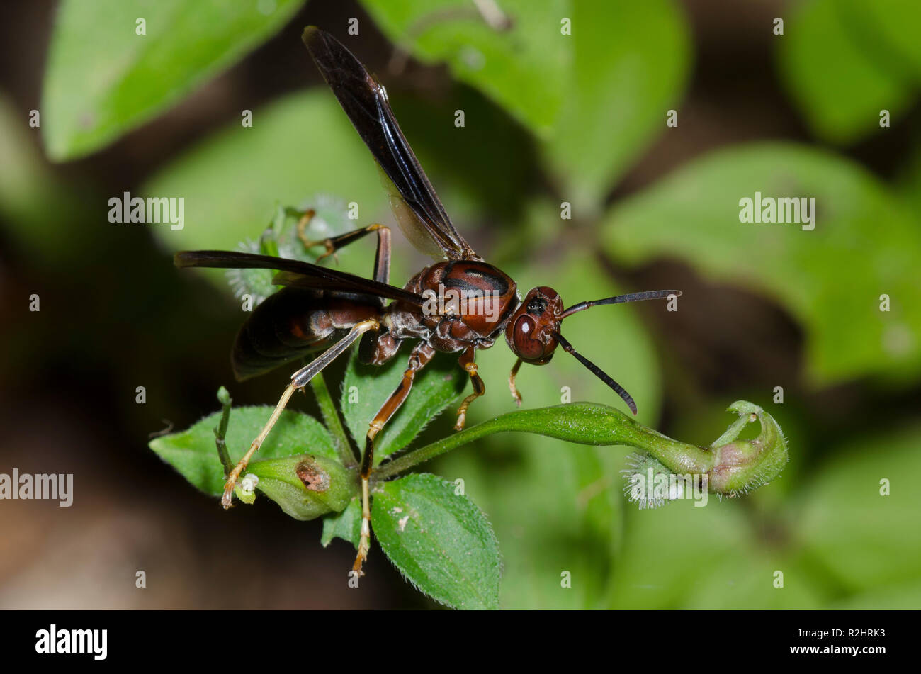 Paper Wasp, Polistes metricus Stock Photo