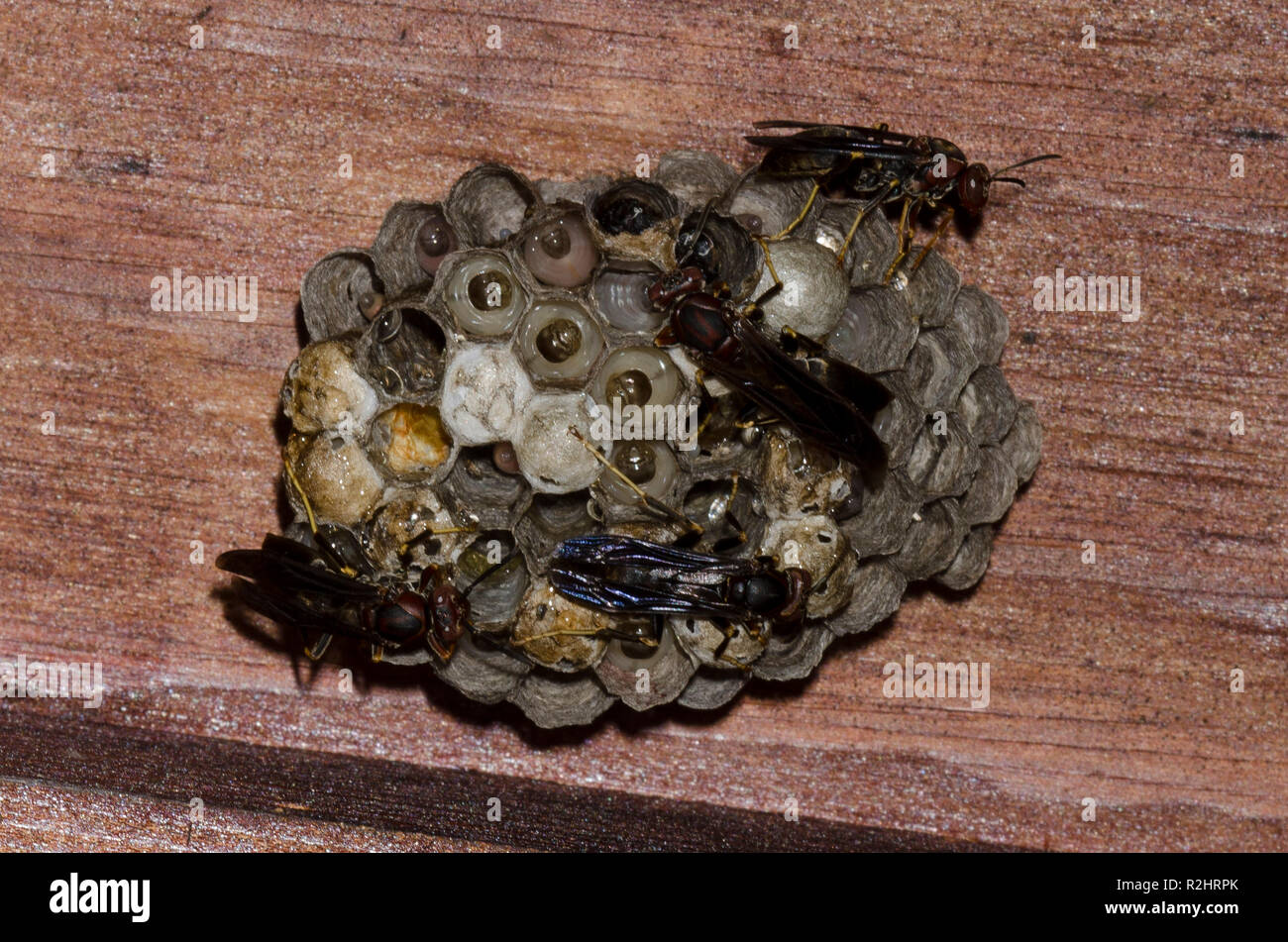 Paper Wasps, Polistes metricus, on nest Stock Photo