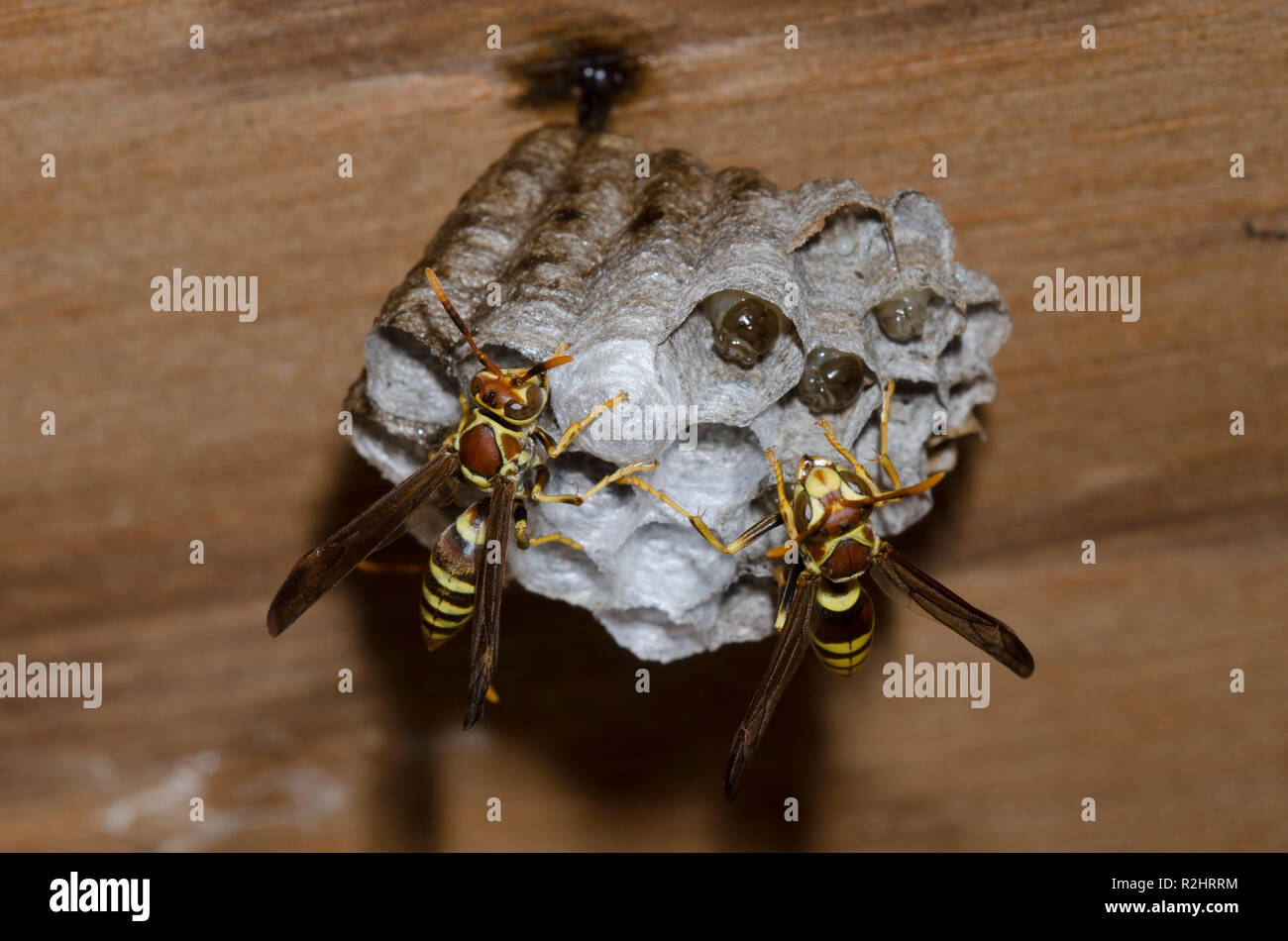 Paper Wasps, Polistes exclamans, on nest Stock Photo