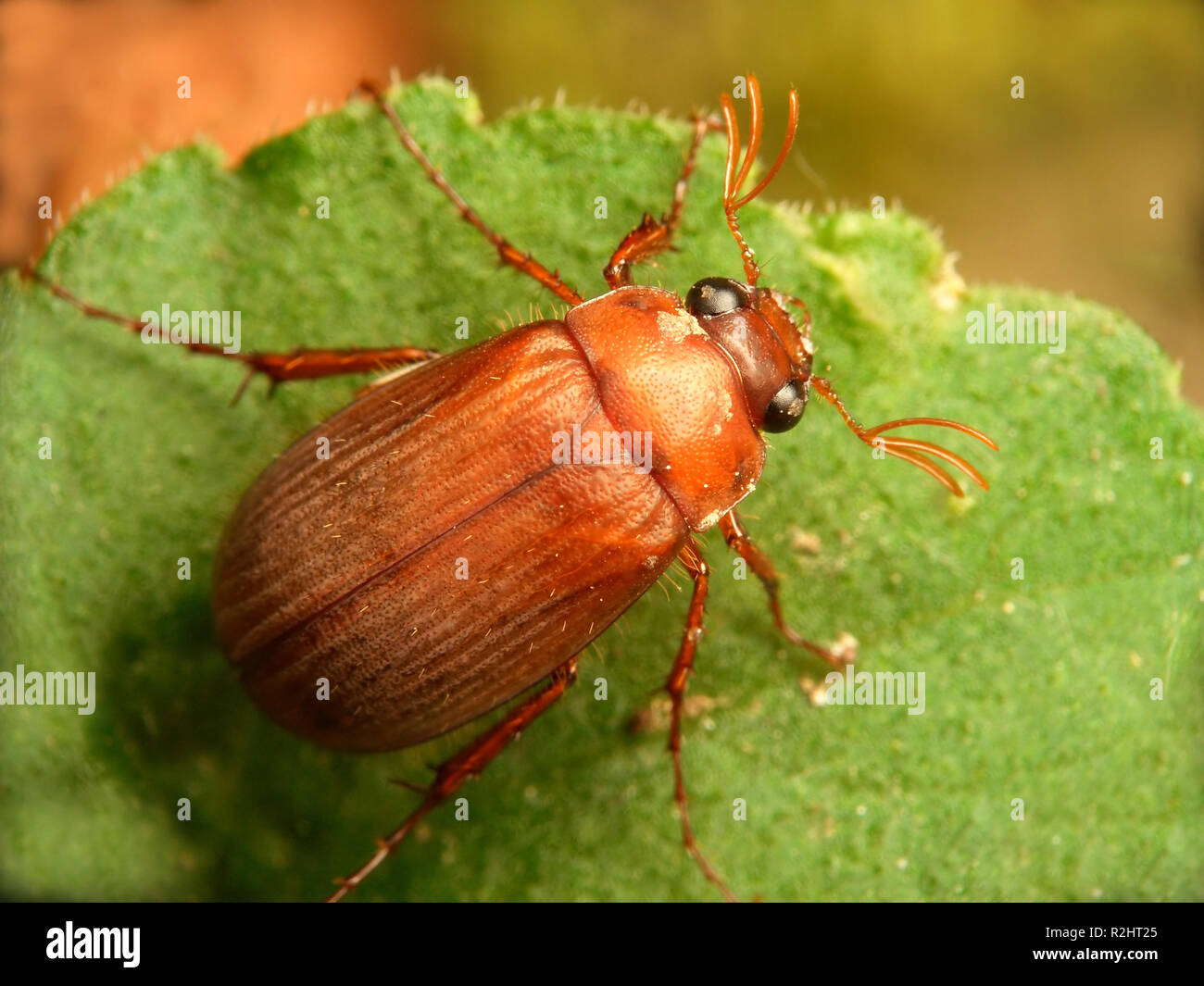 red-brown chafer Stock Photo