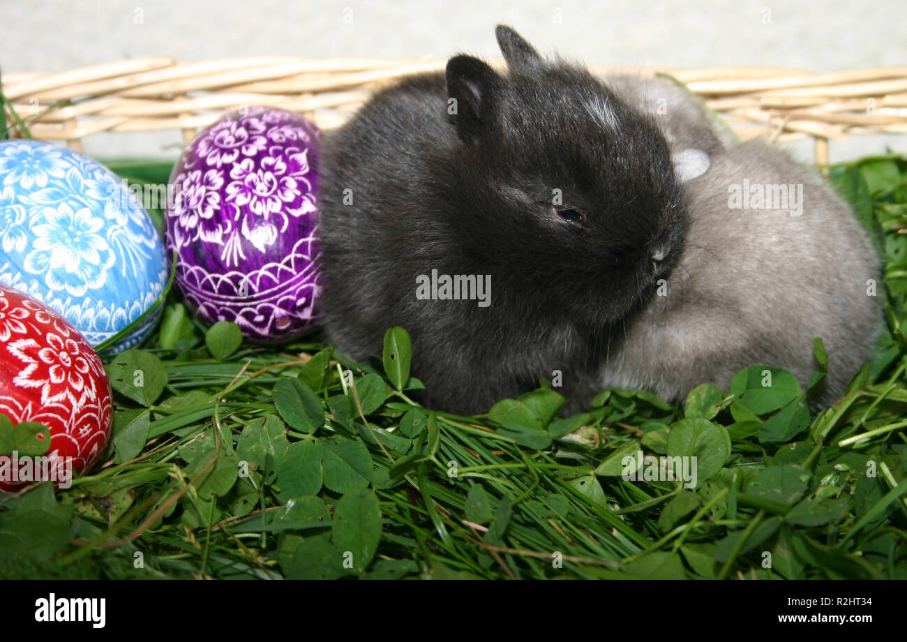 Young dwarf rabbit hi-res stock photography and images - Alamy