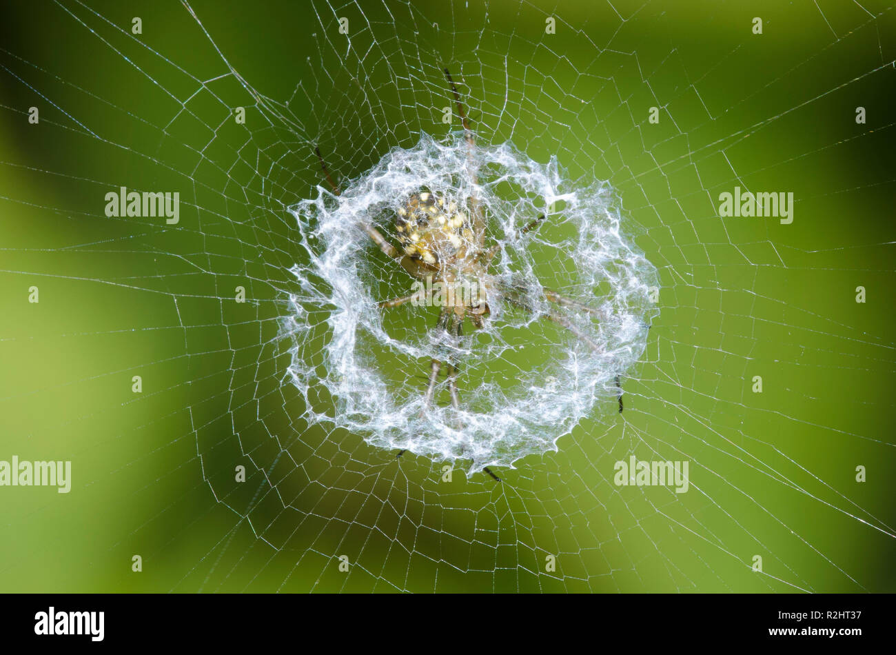 Lined Orbweaver, Mangora gibberosa, sitting in center of web with stabilimentum Stock Photo