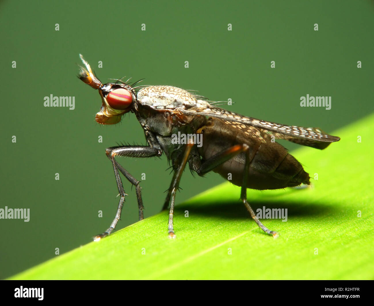 mottled worm fly Stock Photo