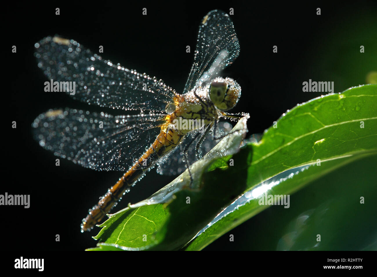 Garden pond insects hires stock photography and images Alamy