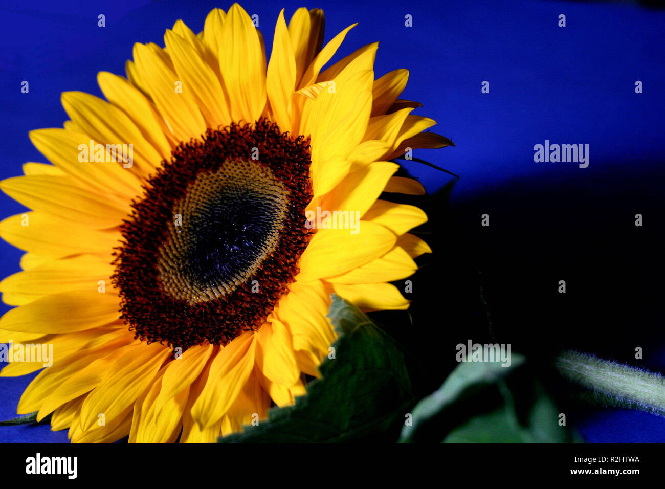 Sunflower 1 hi-res stock photography and images - Alamy