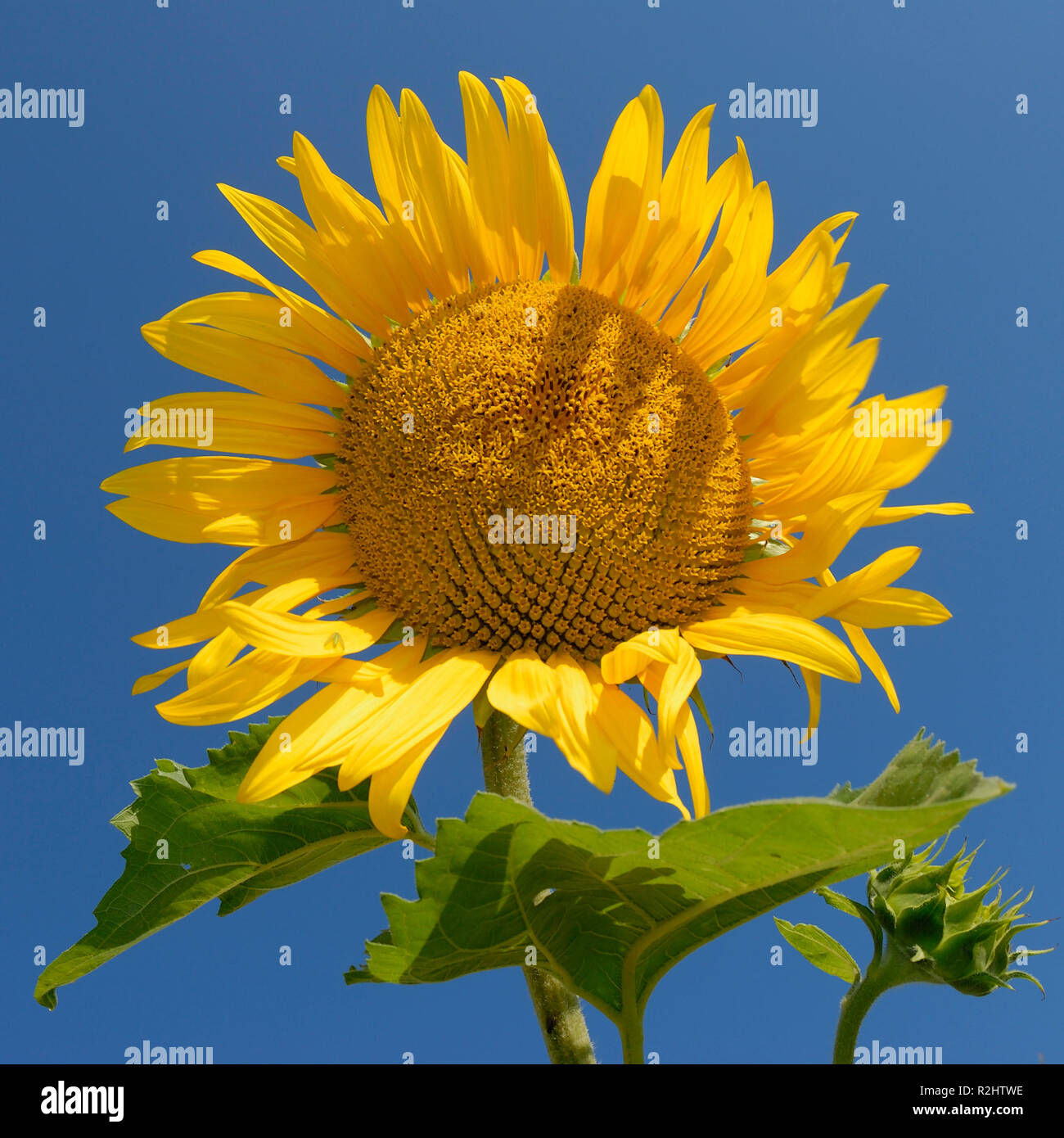 let the sunshine in traduzione