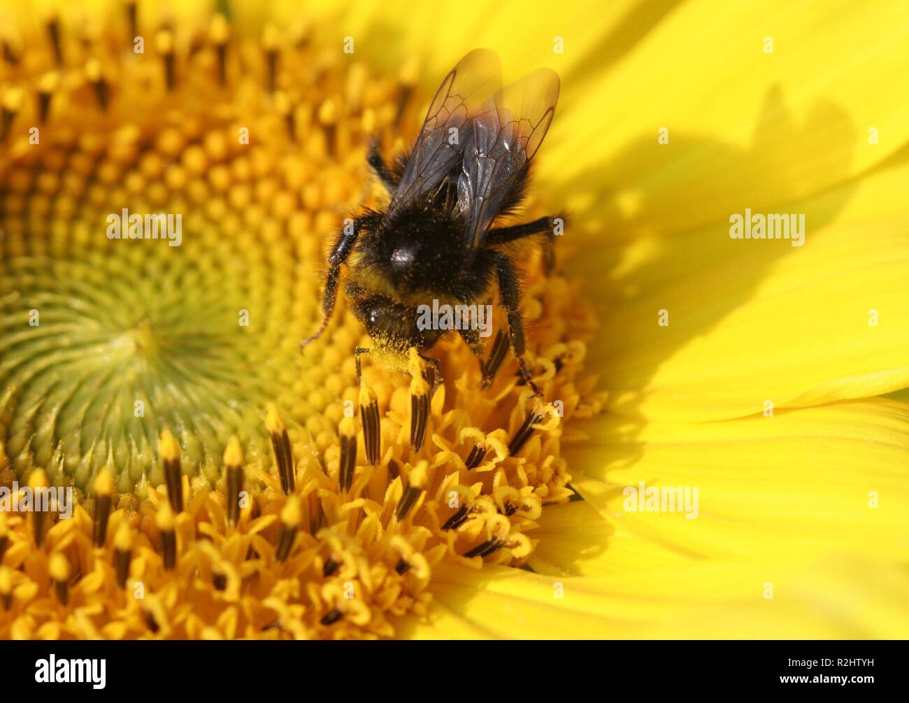 on nectar search Stock Photo - Alamy