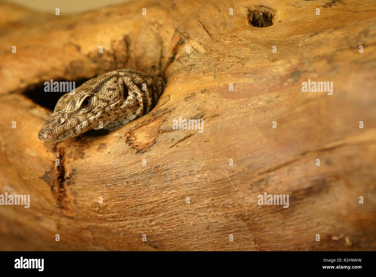 lizard in a reptile house in alice springs,australia Stock Photo