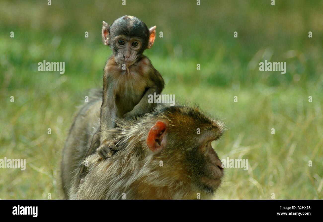 on mamas back Stock Photo - Alamy