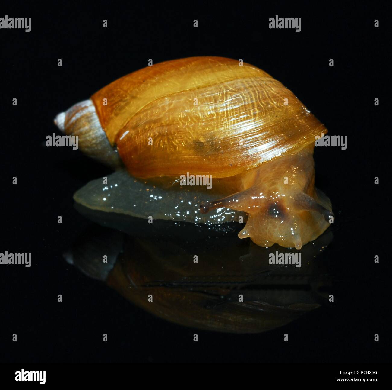 Slippery disgusting hi-res stock photography and images - Alamy