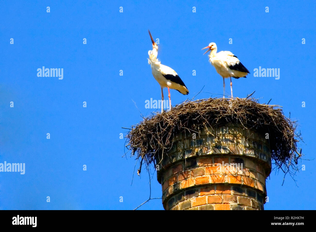 rattle stuttering while rattling Stock Photo