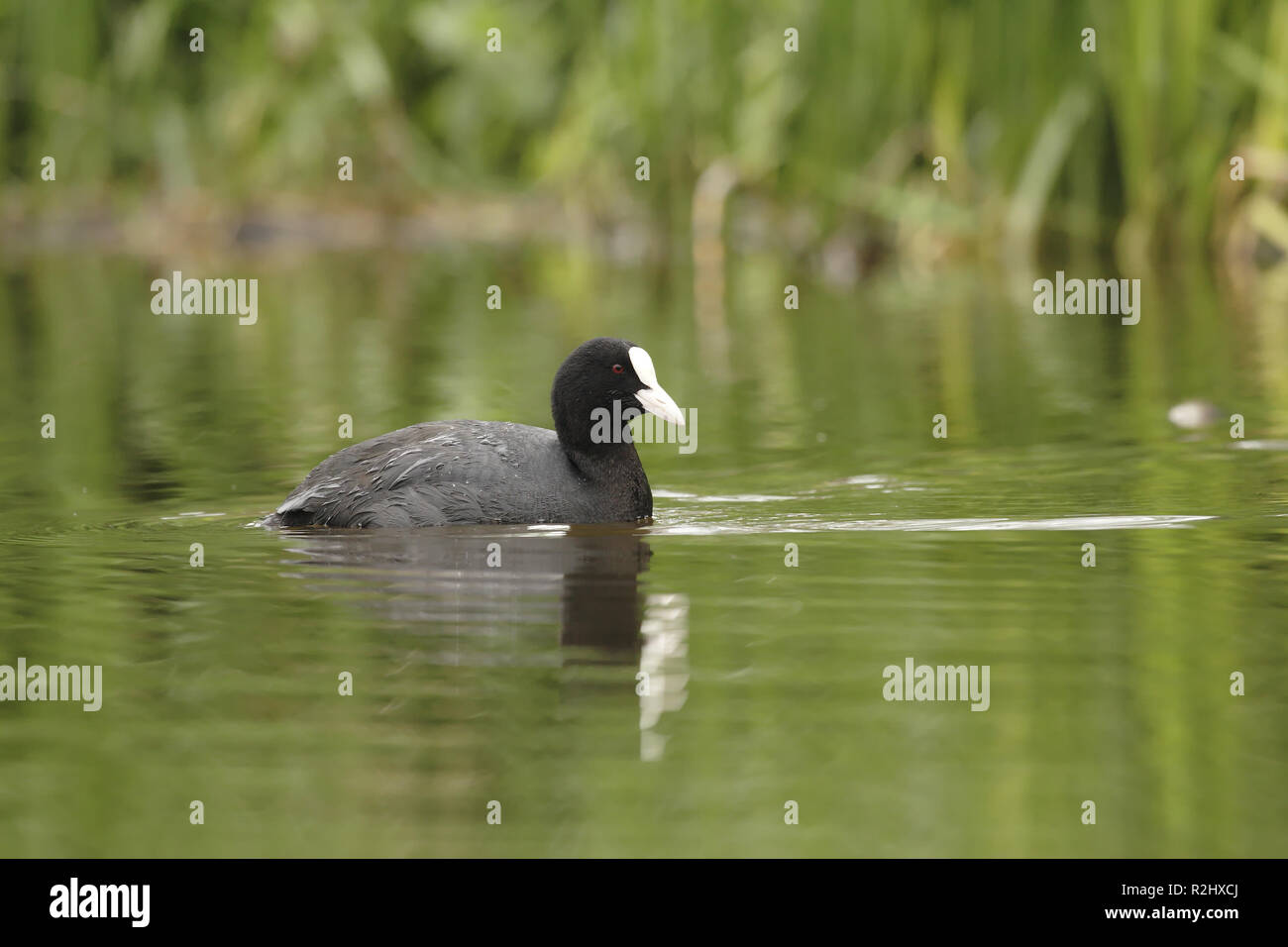Rallen Rallen hi-res stock photography and images - Alamy
