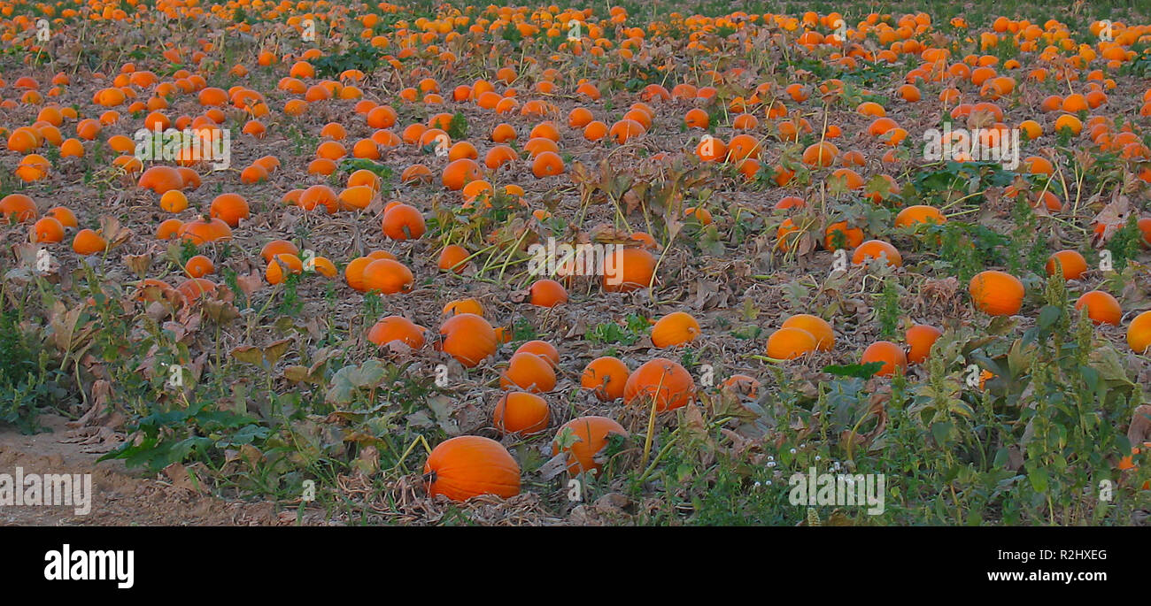 pumpkin patch Stock Photo