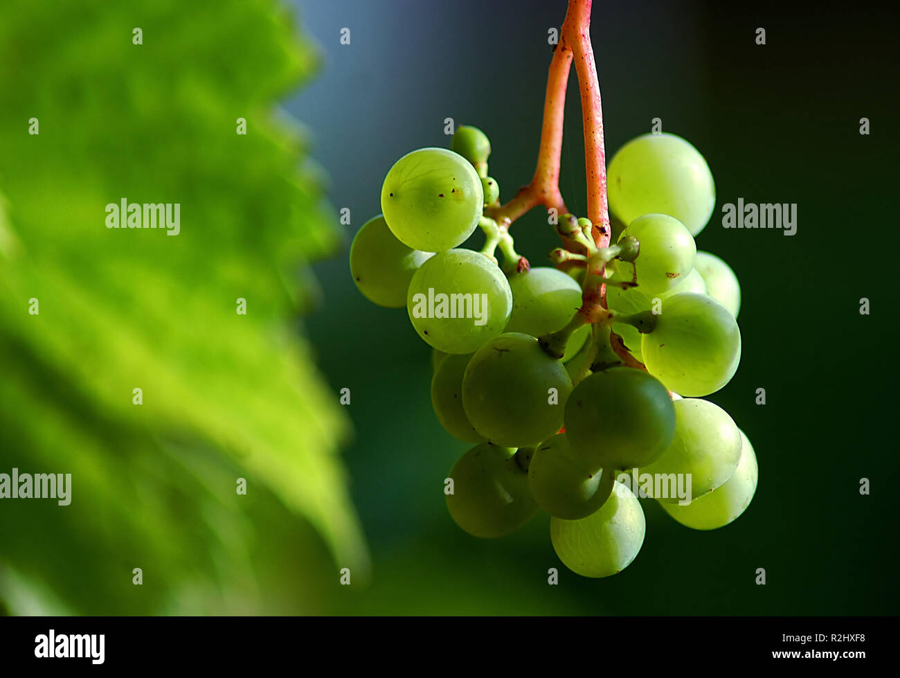 maturation Stock Photo