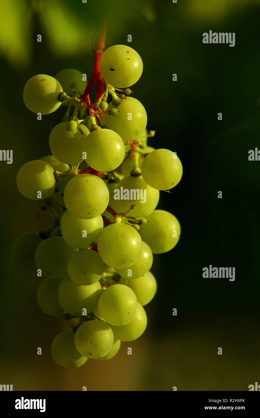 ripening period Stock Photo