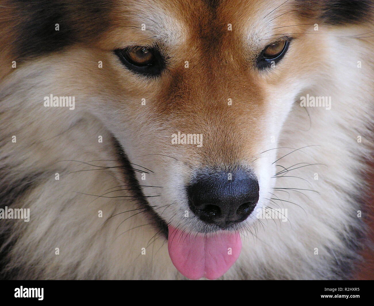 dog face Stock Photo