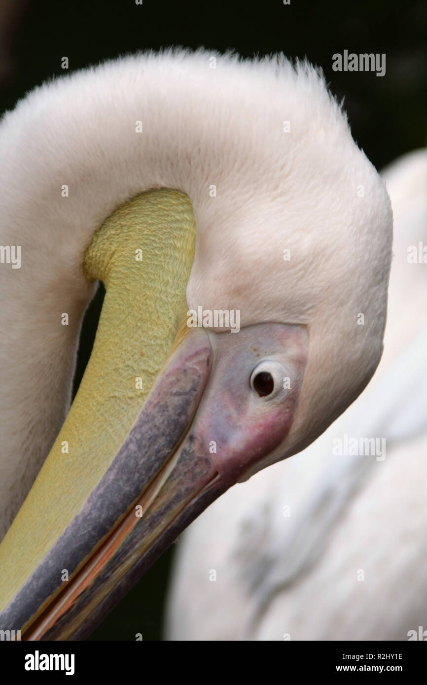 pelican in portrait Stock Photo Alamy