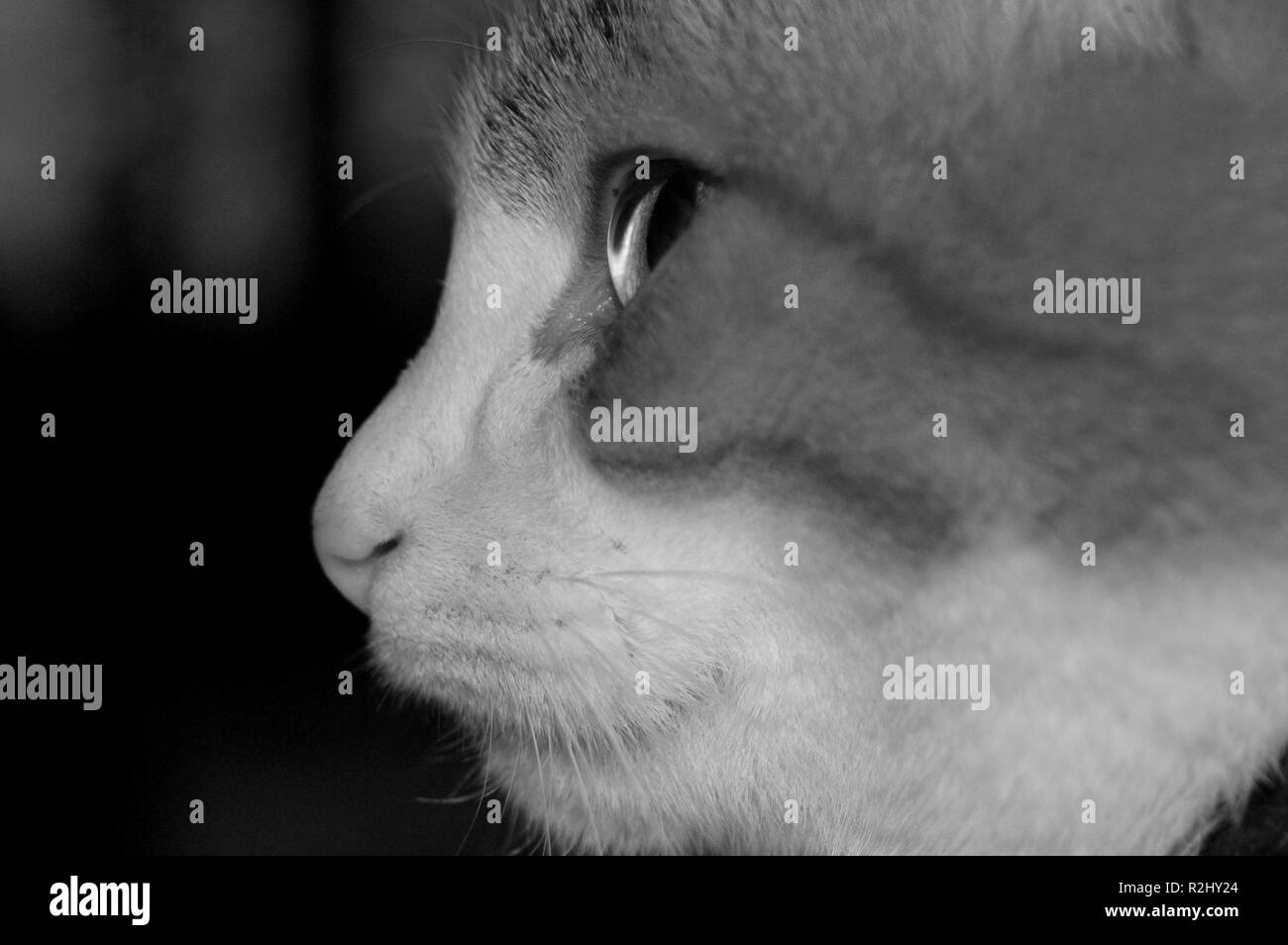 cat profile Stock Photo