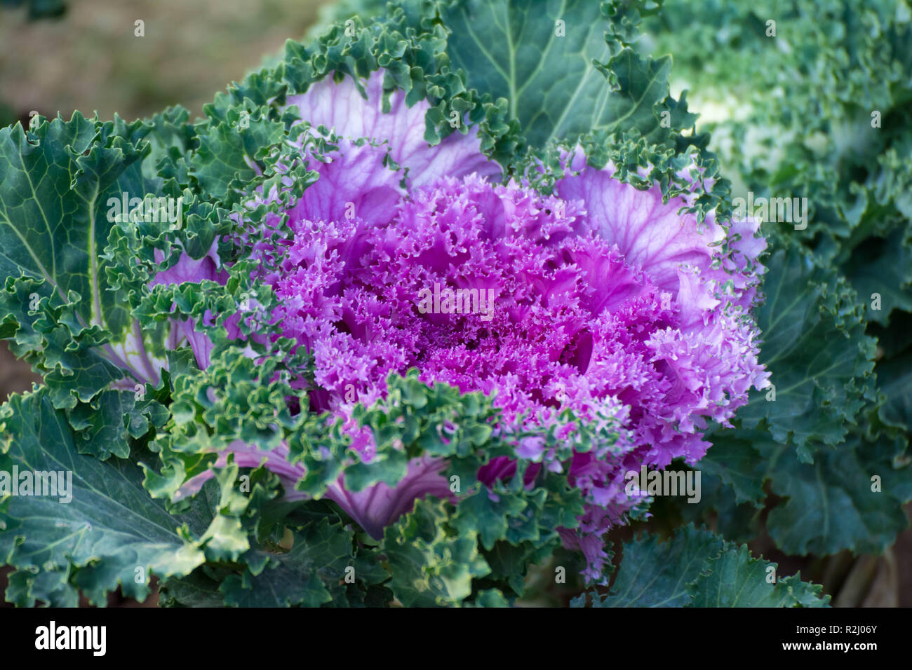 Cabbage flower hires stock photography and images Alamy