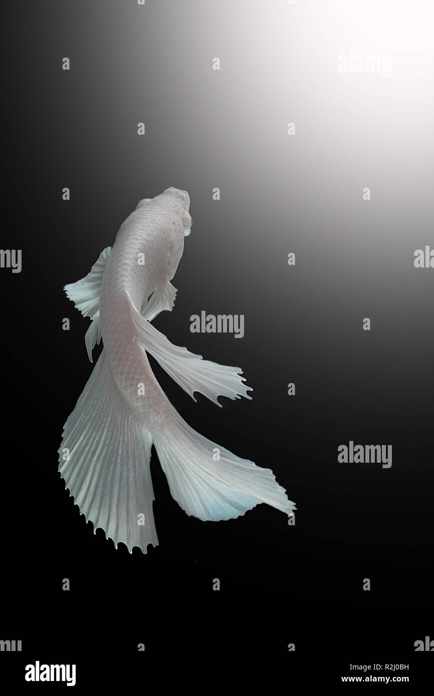 Portrait of a white betta fish, Indonesia Stock Photo