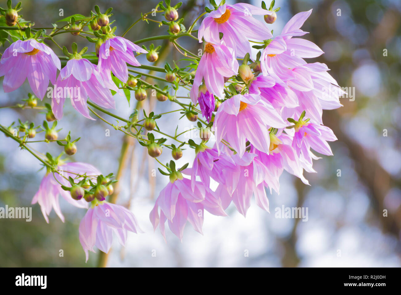 Beautiful blossom pink flower branch tree dahlia Stock Photo