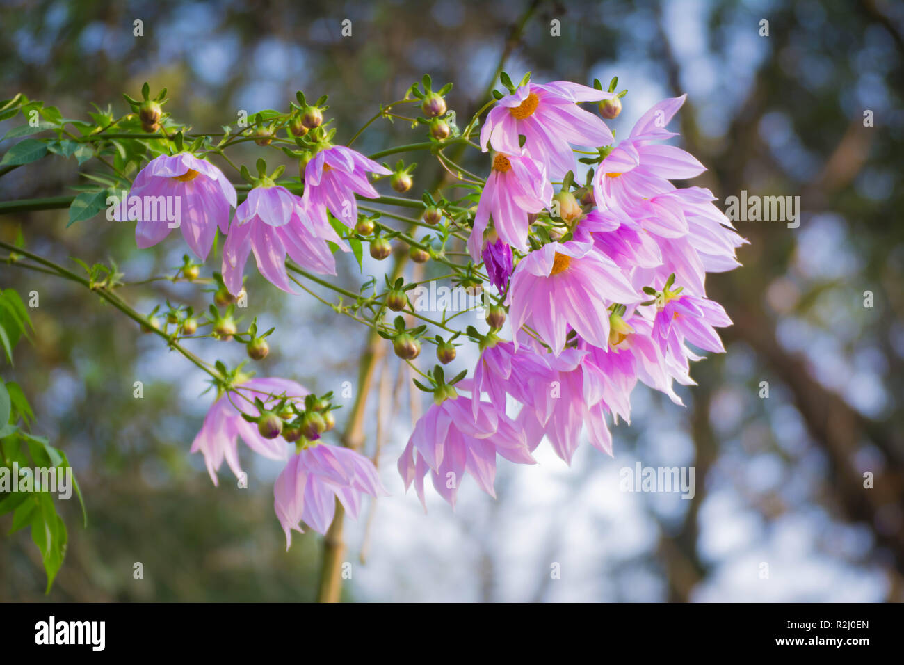 Beautiful blossom pink flower branch tree dahlia Stock Photo