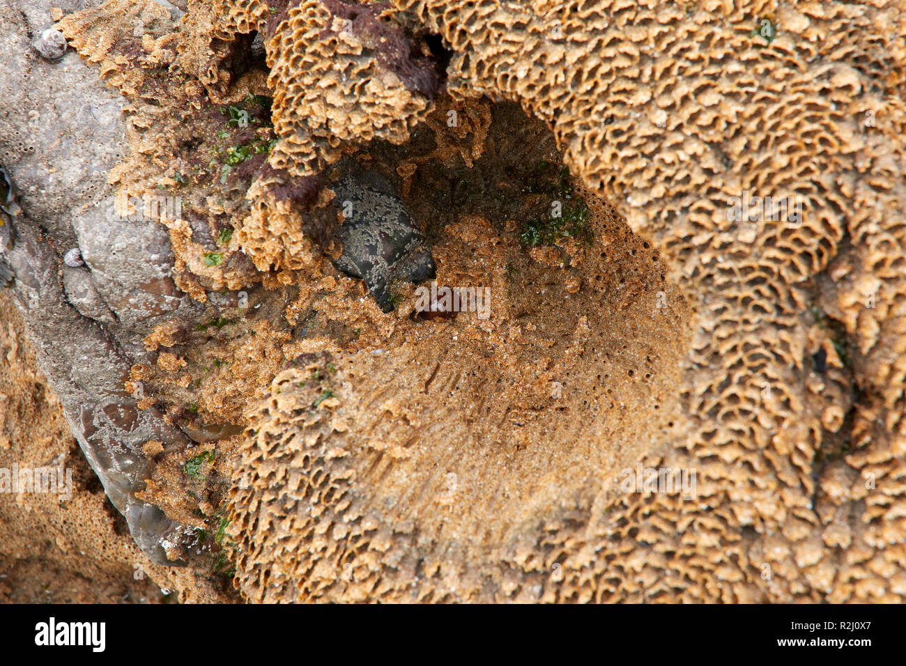 Honeycomb worms (Sabellaria alveolata)  on rocks exposed at low tide at  Duckpool Bay. Near Bude, North Cornwall Stock Photo