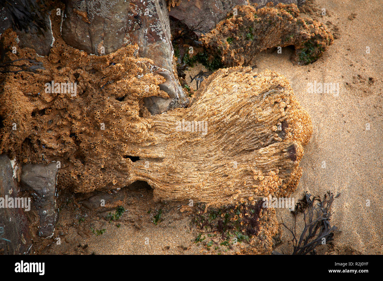 Honeycomb worms (Sabellaria alveolata)  on rocks exposed at low tide at  Duckpool Bay. Near Bude, North Cornwall Stock Photo