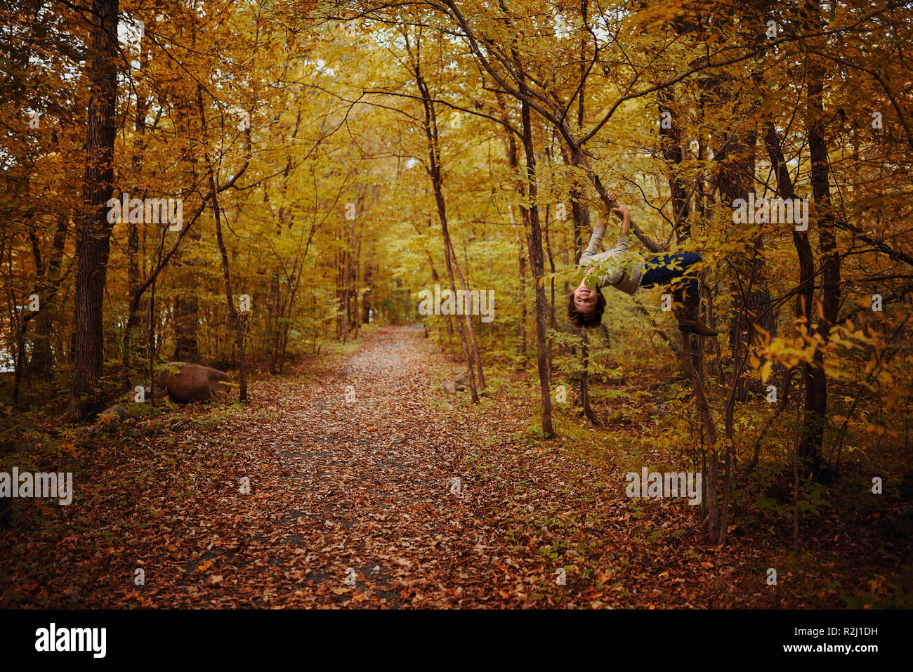 Boy hanging off a tree branch in the forest, United States Stock Photo