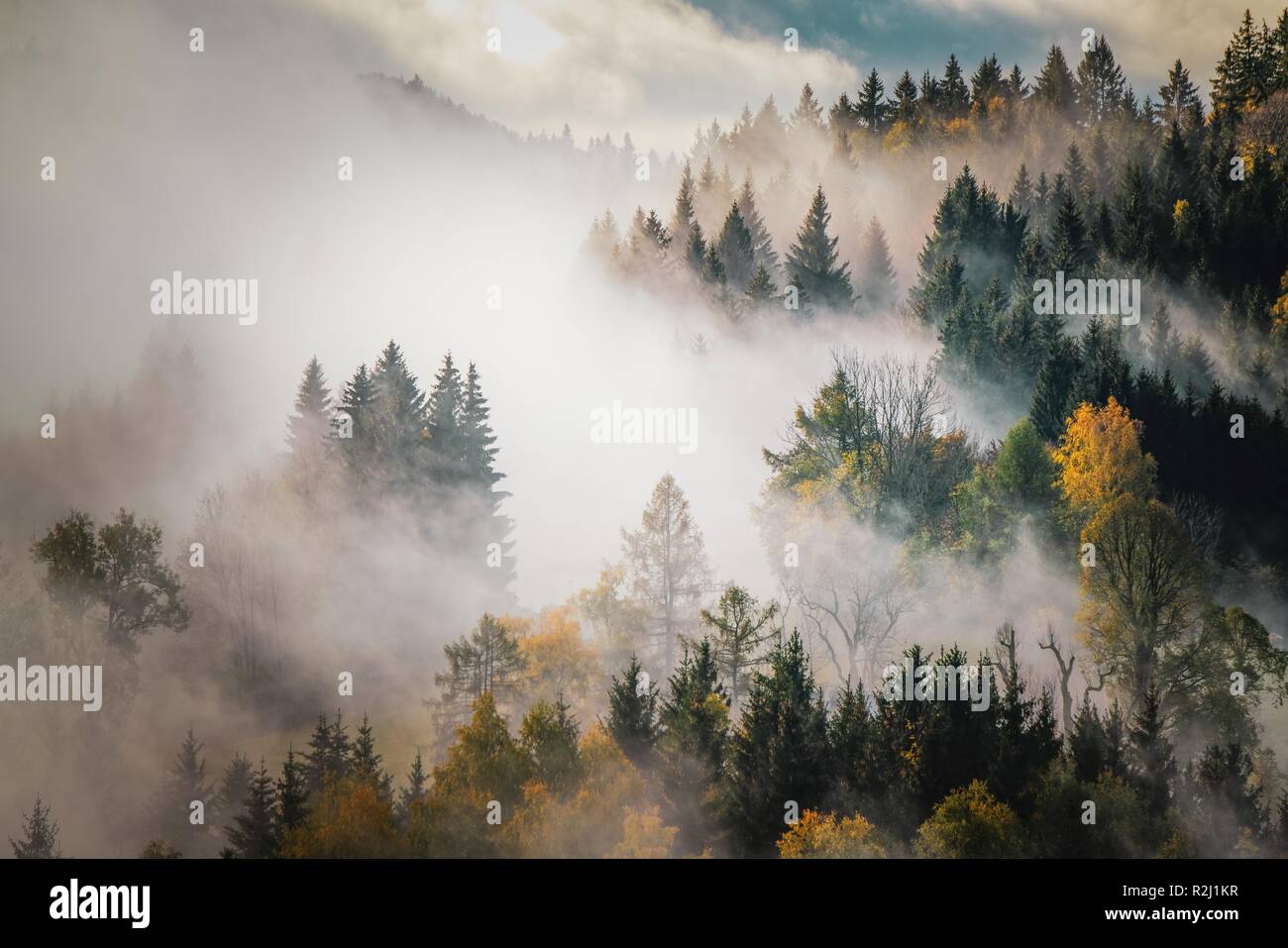 Autumn forest in the mist, Mount Gaisberg, Salzburg, Austria Stock Photo