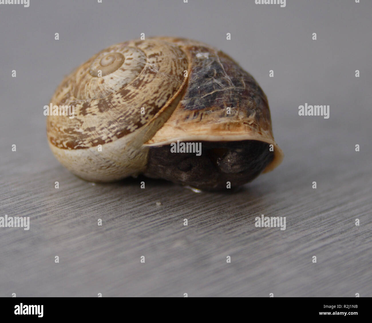 Molluscan class gastropoda hires stock photography and images Alamy