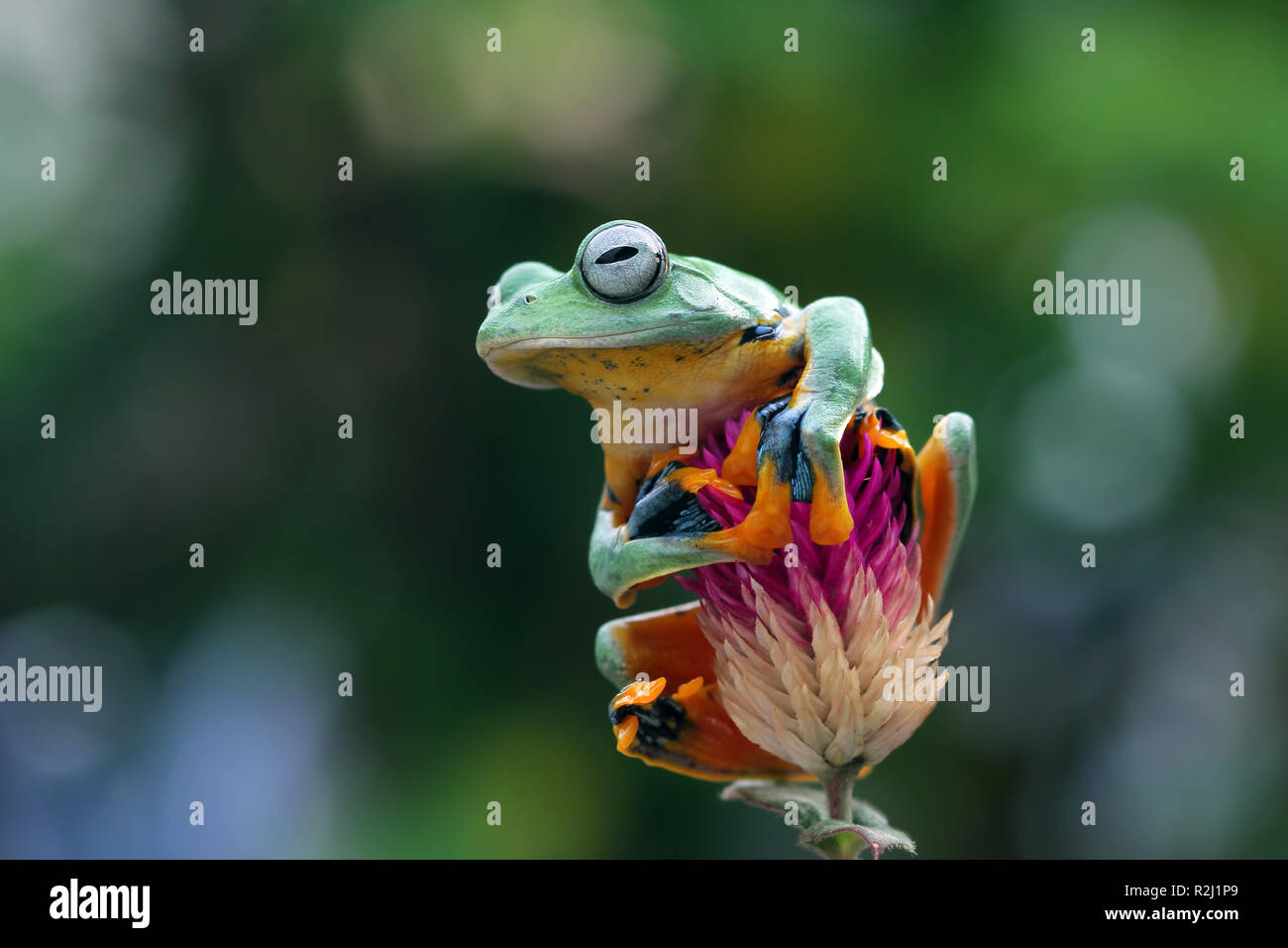 Javan tree frog sitting on a branch, Indonesia Stock Photo - Alamy